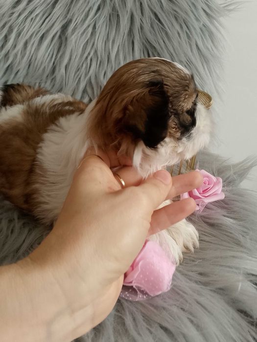 Piękna suczka rasy Shih-Tzu