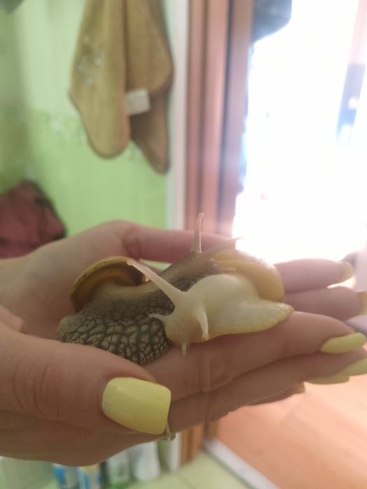 Шукають господарів