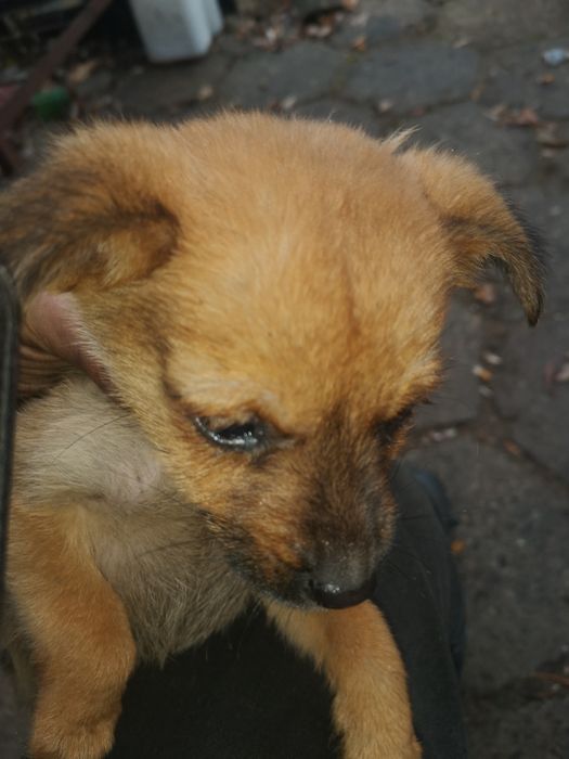 Za darmo oddam pieska w  dobre rece