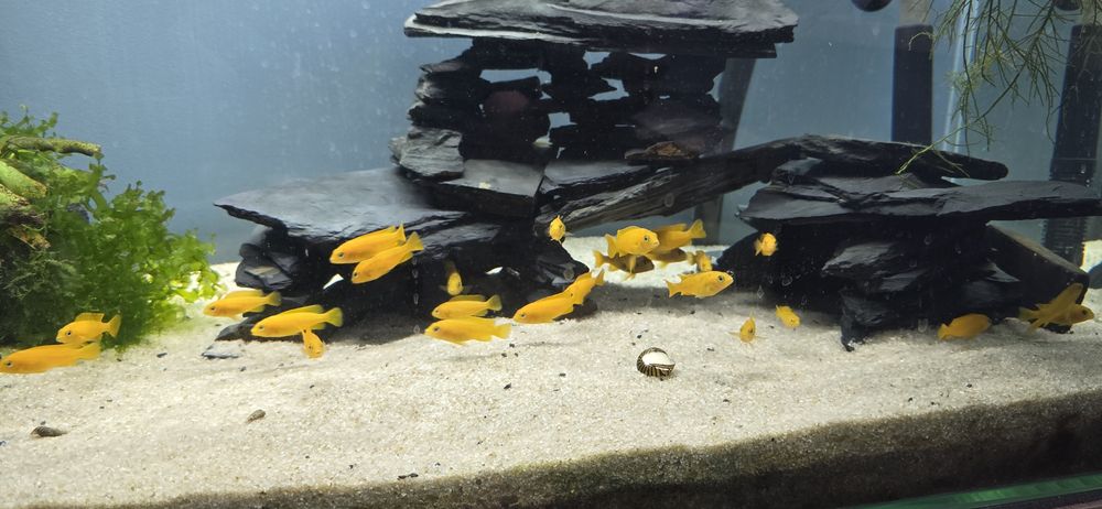 Pyszczak młode  pseudotropheus saulosi