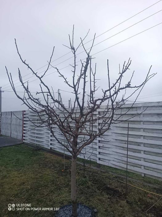 Обрізка дерев та винограду