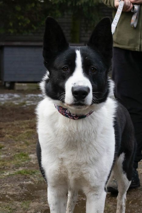 Piękny, oddany przyjaciel do adopcji