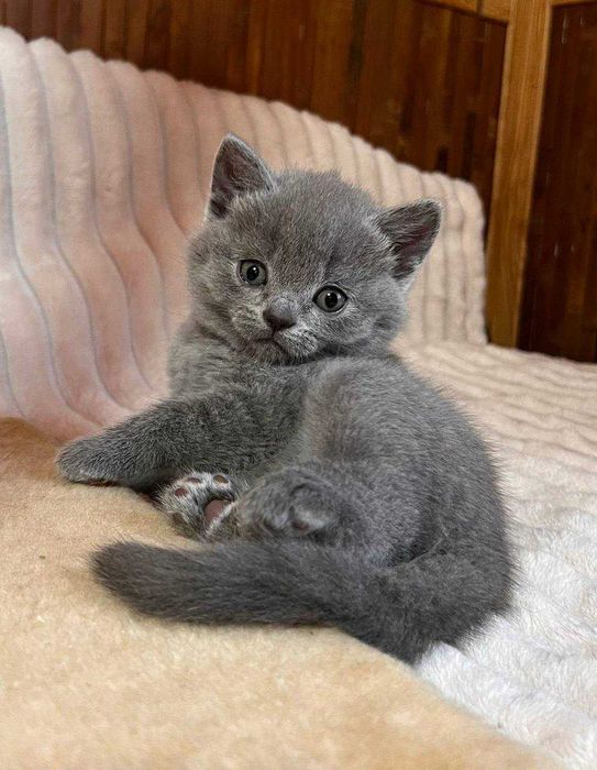 Шотландські кошенята