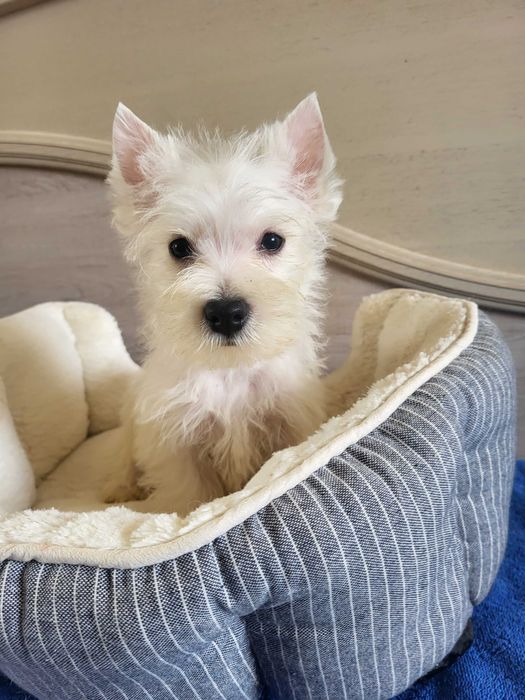 Цуценята Вест Хайленд Уайт Тер'єр