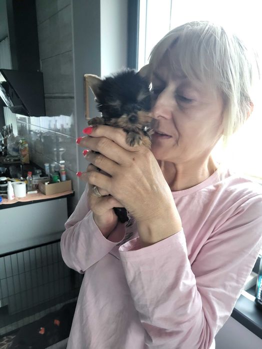 York Terrier suczka mini gotowe do odbioru z  rodowodem !!!