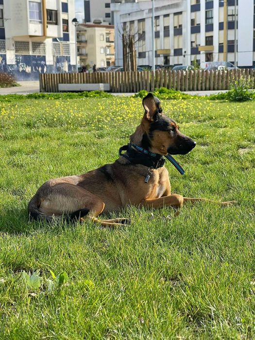 Treino Canino Balanceado em Lisboa e Setúbal – Treinador Alemão