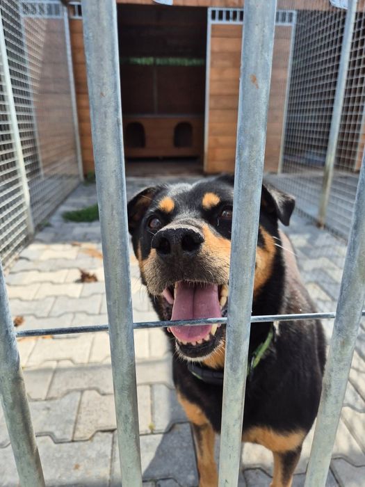 Blagamy o dom dla snapiego