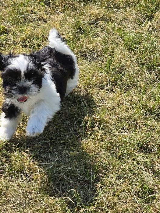 Cudny chłopczyk Shih Tzu