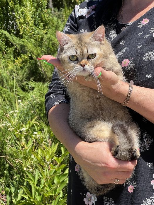 Шикарний котик в плюшевій шубці золота тікірована  шиншила