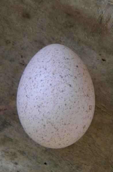 Інкубаційні яйця гусине та індиче