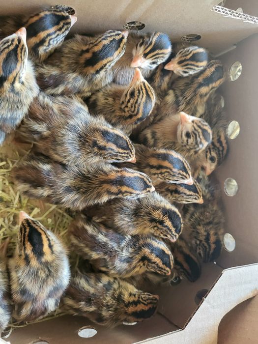 Piskleta gęsi landes białe perliczki brojler kaczki mulard
