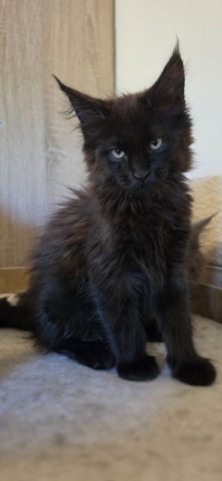 Koteczka Maine Coon