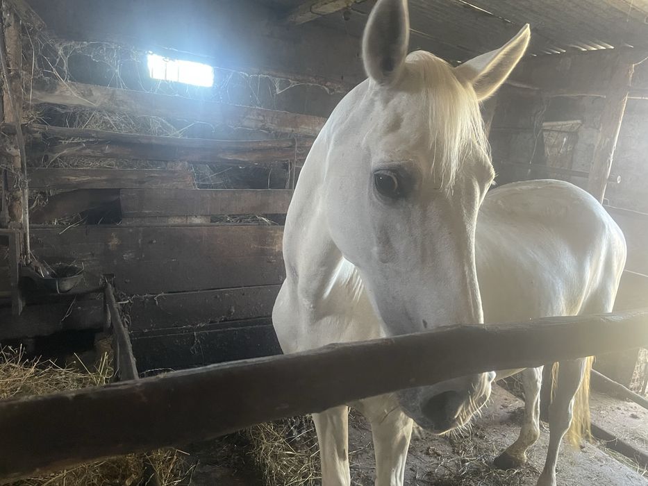 Egua cruzada de lusitano