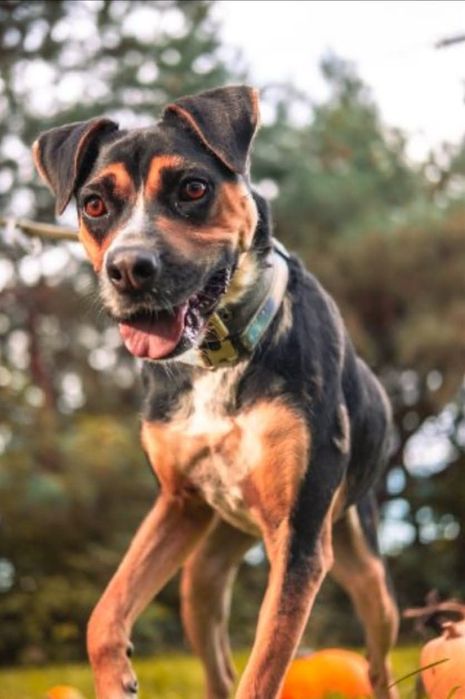 Czesio - pies ze schroniska Rybnik