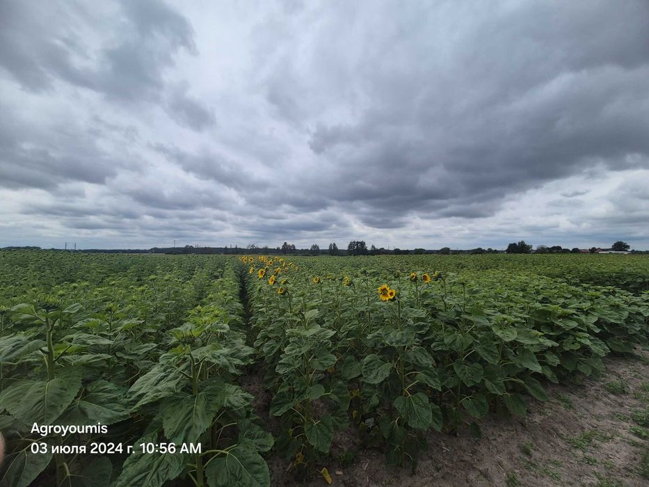 Słonecznik NSH 7749 SUMO