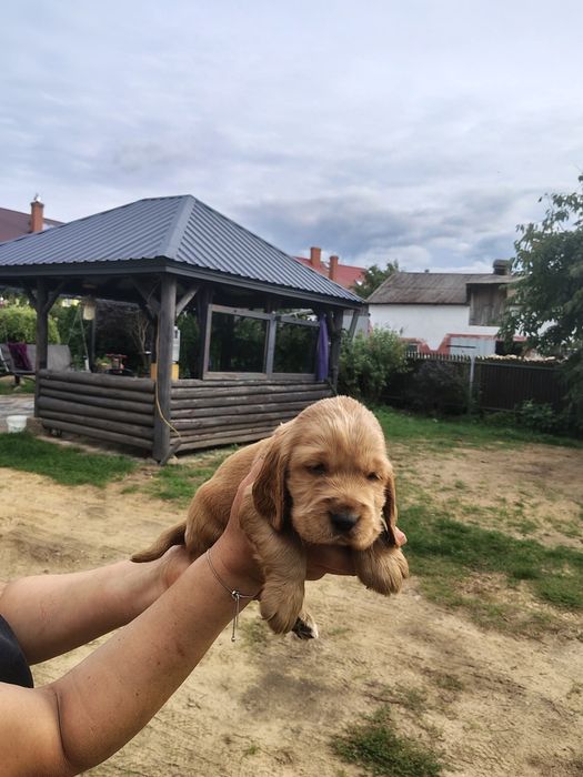 Cocker  spaniel angielski