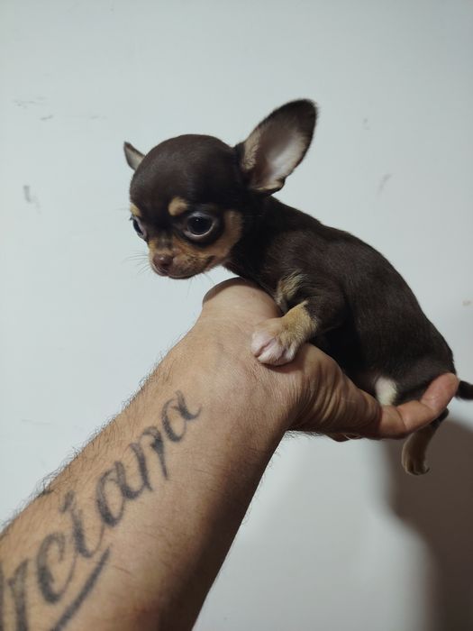 Chihuahua miniatura macho