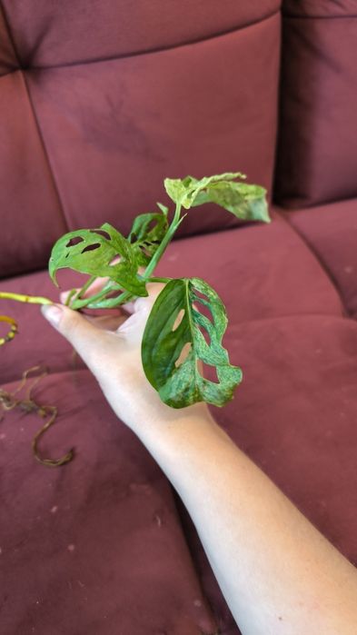 Monstera laniata Frozen freckles - tajska Motted