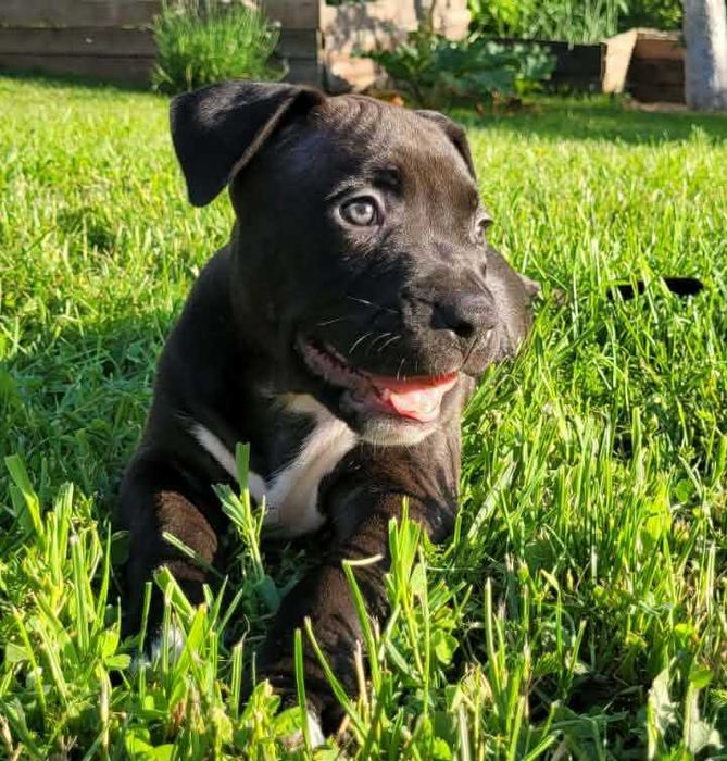 American Bully suczka ABKC