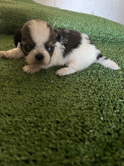 Shi-tzu excelente  macho pequenino