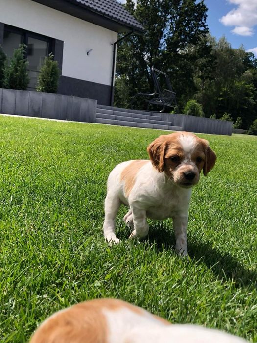 Spaniel Bretoński- szczenię