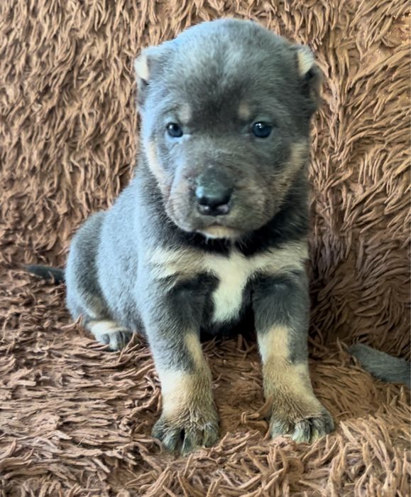 Продаються  екслюзивні Цуценята породи АЛАКАРО!!!