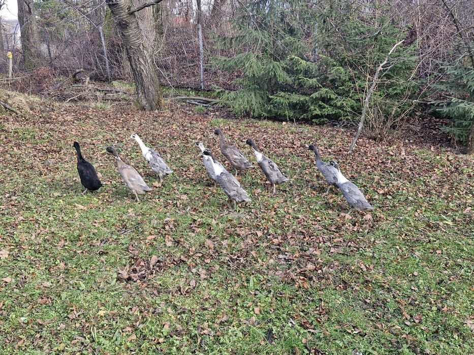 Sprzedam kaczki biegusy