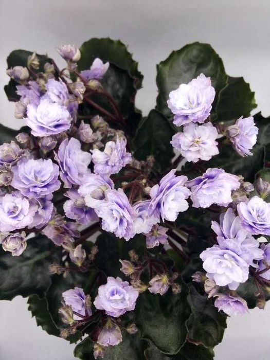 Міні та напівміні фіалки