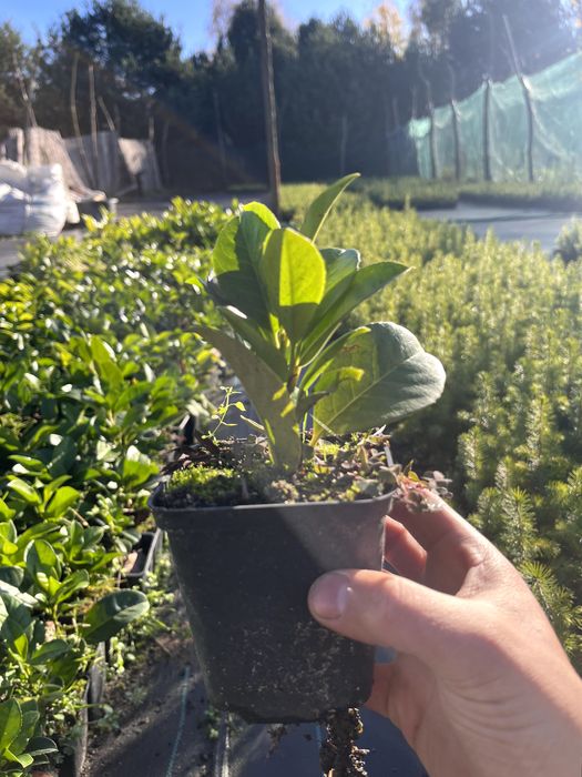 Laurowiśnia Van Nes