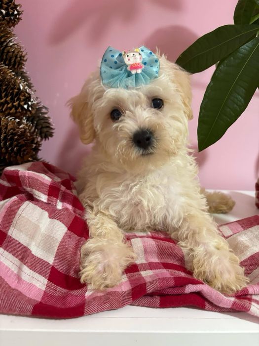 Odchowany chłopiec  XS Maltipoo cudowny charakter kocha dzieci