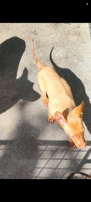 Cães Podengos para adoção Linha de caça