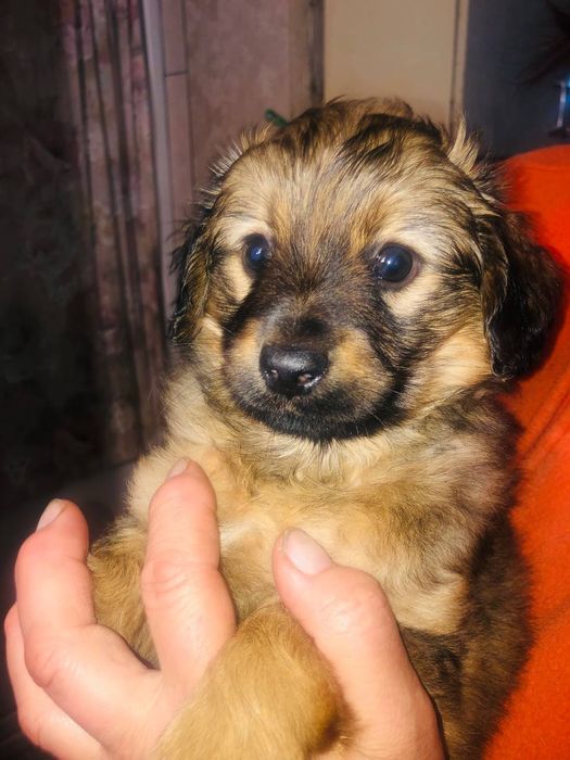 Два брата акробата Максик и Баксик ищут себе заботливых  хозяев