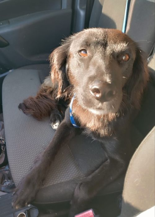 Eri- A Cadelinha resgatada pelos bombeiros!