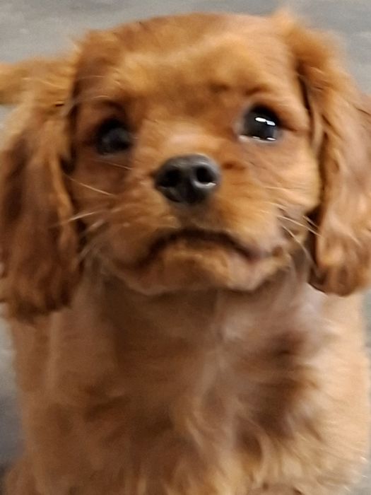 Cavalier King Charles spaniel piesek rubinowy