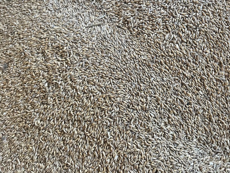 Jęczmień ozimy zbiory 2025