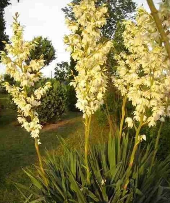 Juka karolińska, Yucca Filamentosa
