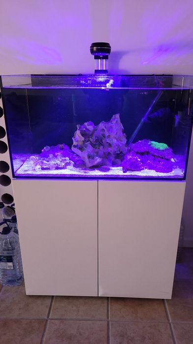 Aquario agua salgada completo