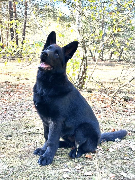 Німецька вівчарка