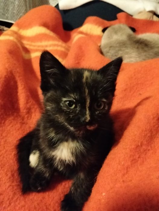 Маленьке кошенятко
