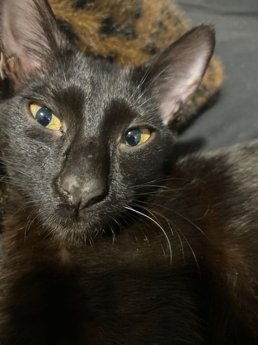 Gatinhas bebés 5 meses