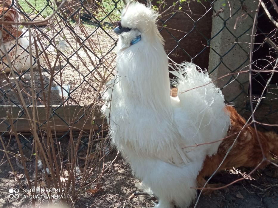 Sprzedam jajka lęgowe Silki