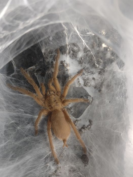 Chilobrachys huahini samiec subadult