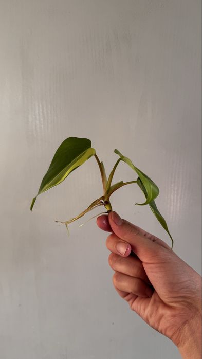 Szczepka Philodendron Brasil