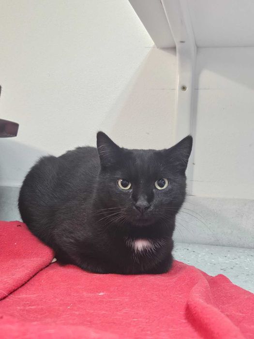 Nieśmiała Marylka poleca się do adopcji