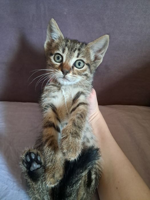 котята (все девочки)