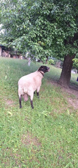 Суффолк вівця овечка ягня баран