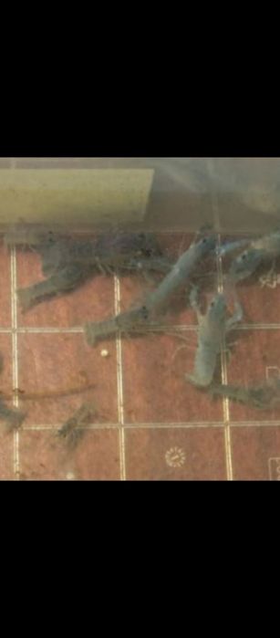 Австралийский Рак