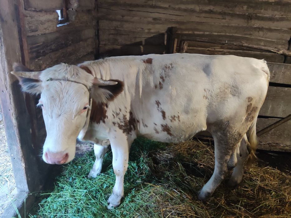 Продам  красно рябу теличку