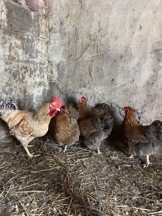 Vendo galo de 6 meses
