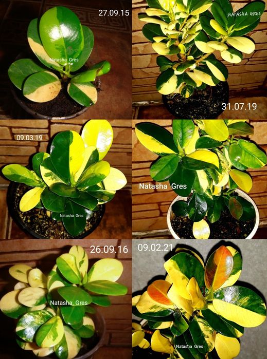Ficus cv Green Island variegated.Фікус.Філодендрон